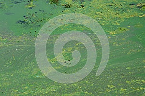 The surface of an old swamp covered with duckweed and lily leaves