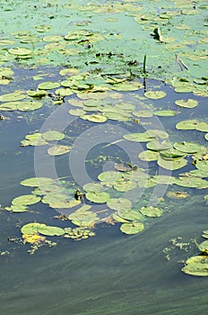 The surface of an old swamp covered with duckweed and lily leaves