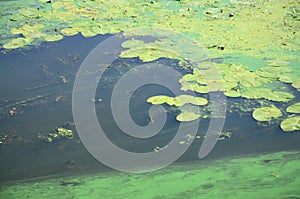 The surface of an old swamp covered with duckweed and lily leaves