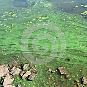 The surface of an old swamp covered with duckweed and lily leaves