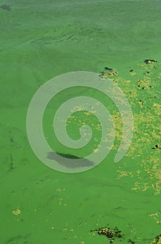 The surface of an old swamp covered with duckweed and lily leaves