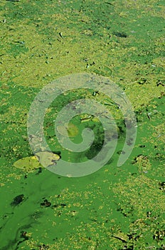 The surface of an old swamp covered with duckweed and lily leaves