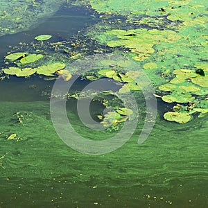 The surface of an old swamp covered with duckweed and lily leaves