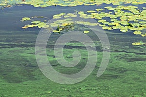 The surface of an old swamp covered with duckweed and lily leaves