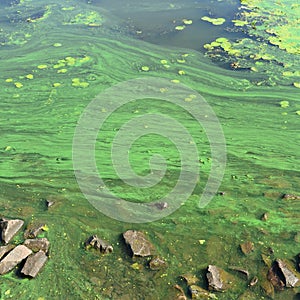 The surface of an old swamp covered with duckweed and lily leaves