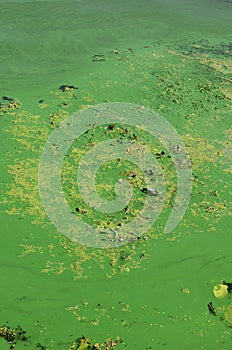 The surface of an old swamp covered with duckweed and lily leaves