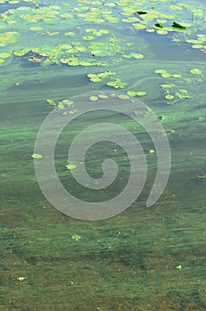 The surface of an old swamp covered with duckweed and lily leaves