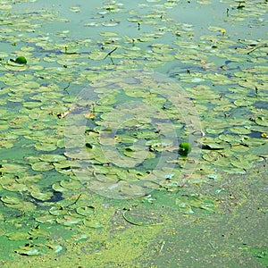 The surface of an old swamp covered with duckweed and lily leaves