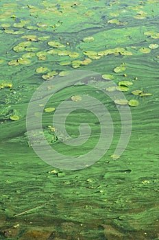 The surface of an old swamp covered with duckweed and lily leaves