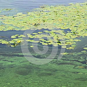 The surface of an old swamp covered with duckweed and lily leaves