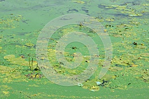 The surface of an old swamp covered with duckweed and lily leaves