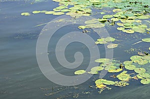 The surface of an old swamp covered with duckweed and lily leaves