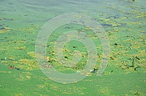 The surface of an old swamp covered with duckweed and lily leaves