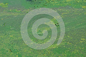 The surface of an old swamp covered with duckweed and lily leaves