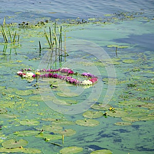 The surface of an old swamp covered with duckweed and lily leaves