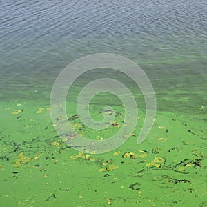 The surface of an old swamp covered with duckweed and lily leaves