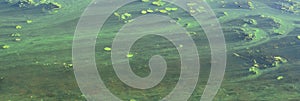 The surface of an old swamp covered with duckweed and lily leaves