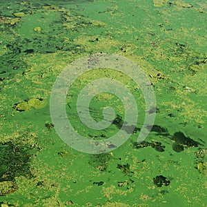 The surface of an old swamp covered with duckweed and lily leaves