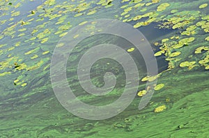 The surface of an old swamp covered with duckweed and lily leaves