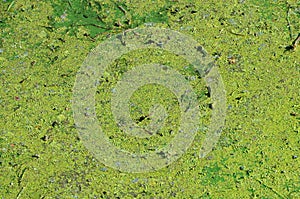 The surface of an old swamp covered with duckweed and lily leaves