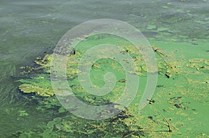 The surface of an old swamp covered with duckweed and lily leaves