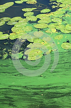 The surface of an old swamp covered with duckweed and lily leaves