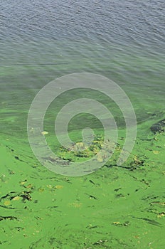 The surface of an old swamp covered with duckweed and lily leaves