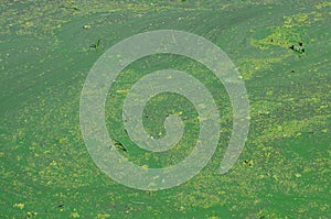 The surface of an old swamp covered with duckweed and lily leaves