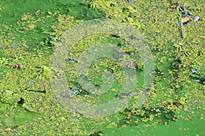 The surface of an old swamp covered with duckweed and lily leaves