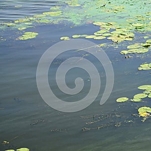 The surface of an old swamp covered with duckweed and lily leaves