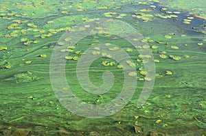 The surface of an old swamp covered with duckweed and lily leaves