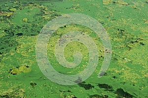 The surface of an old swamp covered with duckweed and lily leaves