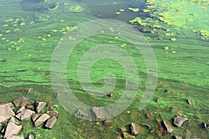 The surface of an old swamp covered with duckweed and lily leaves