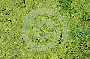 The surface of an old swamp covered with duckweed and lily leaves