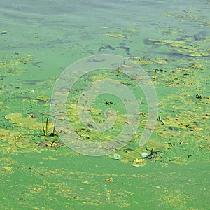 The surface of an old swamp covered with duckweed and lily leaves