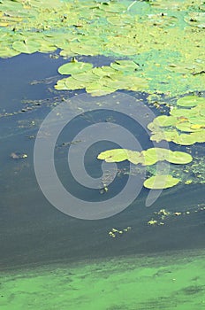 The surface of an old swamp covered with duckweed and lily leaves