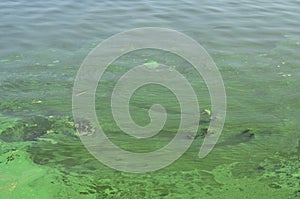 The surface of an old swamp covered with duckweed and lily leaves