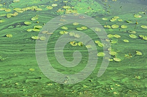 The surface of an old swamp covered with duckweed and lily leaves