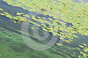 The surface of an old swamp covered with duckweed and lily leaves