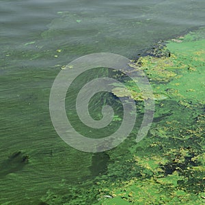 The surface of an old swamp covered with duckweed and lily leaves