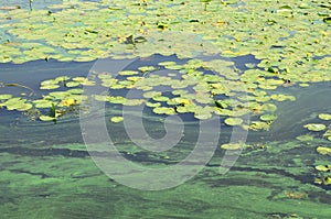 The surface of an old swamp covered with duckweed and lily leaves