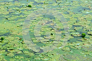 The surface of an old swamp covered with duckweed and lily leaves