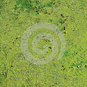 The surface of an old swamp covered with duckweed and lily leaves