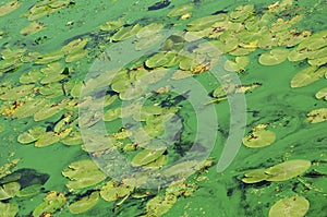 The surface of an old swamp covered with duckweed and lily leaves