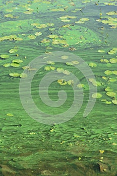 The surface of an old swamp covered with duckweed and lily leaves