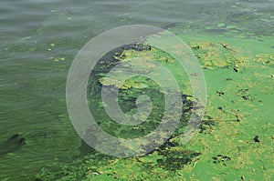 The surface of an old swamp covered with duckweed and lily leaves