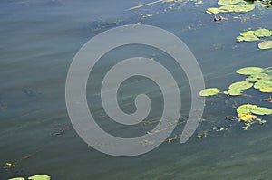 The surface of an old swamp covered with duckweed and lily leaves