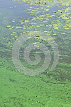 The surface of an old swamp covered with duckweed and lily leaves