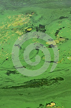 The surface of an old swamp covered with duckweed and lily leaves