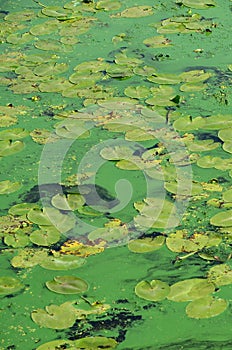 The surface of an old swamp covered with duckweed and lily leaves